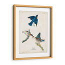 Pl 113 Pájaro Azul - John James Audubon | Cuadro decorativo de Canvas Lab