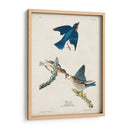 Pl 113 Pájaro Azul - John James Audubon | Cuadro decorativo de Canvas Lab