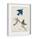 Pl 113 Pájaro Azul - John James Audubon | Cuadro decorativo de Canvas Lab