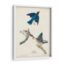 Pl 113 Pájaro Azul - John James Audubon | Cuadro decorativo de Canvas Lab