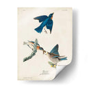 Pl 113 Pájaro Azul - John James Audubon | Cuadro decorativo de Canvas Lab