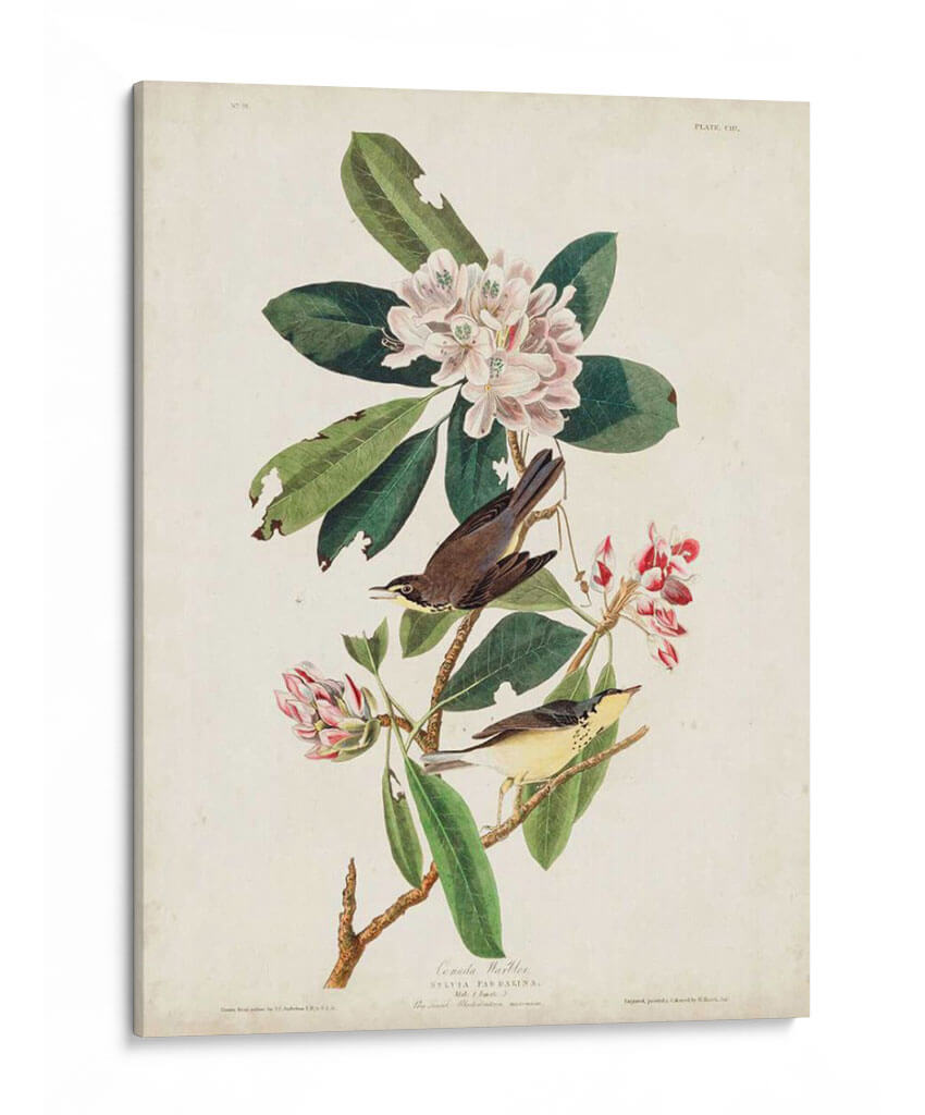 Pl 103 Canadá Currucero - John James Audubon | Cuadro decorativo de Canvas Lab