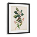 Pl 103 Canadá Currucero - John James Audubon | Cuadro decorativo de Canvas Lab