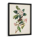 Pl 103 Canadá Currucero - John James Audubon | Cuadro decorativo de Canvas Lab