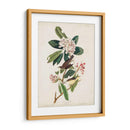Pl 103 Canadá Currucero - John James Audubon | Cuadro decorativo de Canvas Lab