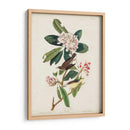 Pl 103 Canadá Currucero - John James Audubon | Cuadro decorativo de Canvas Lab
