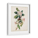 Pl 103 Canadá Currucero - John James Audubon | Cuadro decorativo de Canvas Lab