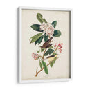 Pl 103 Canadá Currucero - John James Audubon | Cuadro decorativo de Canvas Lab
