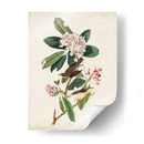 Pl 103 Canadá Currucero - John James Audubon | Cuadro decorativo de Canvas Lab