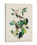Pl 118 Warbling Flycatcher - John James Audubon | Cuadro decorativo de Canvas Lab