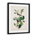 Pl 118 Warbling Flycatcher - John James Audubon | Cuadro decorativo de Canvas Lab