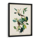 Pl 118 Warbling Flycatcher - John James Audubon | Cuadro decorativo de Canvas Lab