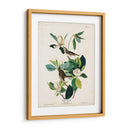 Pl 118 Warbling Flycatcher - John James Audubon | Cuadro decorativo de Canvas Lab