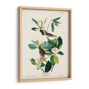 Pl 118 Warbling Flycatcher - John James Audubon | Cuadro decorativo de Canvas Lab