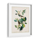 Pl 118 Warbling Flycatcher - John James Audubon | Cuadro decorativo de Canvas Lab