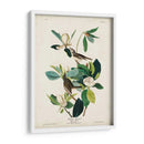 Pl 118 Warbling Flycatcher - John James Audubon | Cuadro decorativo de Canvas Lab