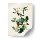 Pl 118 Warbling Flycatcher - John James Audubon | Cuadro decorativo de Canvas Lab