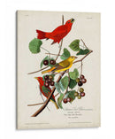 Pl 44 Pájaro Rojo De Verano - John James Audubon | Cuadro decorativo de Canvas Lab