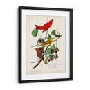 Pl 44 Pájaro Rojo De Verano - John James Audubon | Cuadro decorativo de Canvas Lab