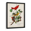Pl 44 Pájaro Rojo De Verano - John James Audubon | Cuadro decorativo de Canvas Lab