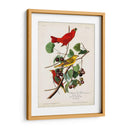 Pl 44 Pájaro Rojo De Verano - John James Audubon | Cuadro decorativo de Canvas Lab