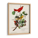 Pl 44 Pájaro Rojo De Verano - John James Audubon | Cuadro decorativo de Canvas Lab