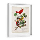 Pl 44 Pájaro Rojo De Verano - John James Audubon | Cuadro decorativo de Canvas Lab