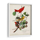 Pl 44 Pájaro Rojo De Verano - John James Audubon | Cuadro decorativo de Canvas Lab