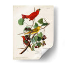 Pl 44 Pájaro Rojo De Verano - John James Audubon | Cuadro decorativo de Canvas Lab