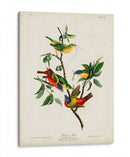 Pl 53 Pintado Pinzón - John James Audubon | Cuadro decorativo de Canvas Lab
