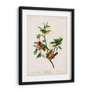 Pl 53 Pintado Pinzón - John James Audubon | Cuadro decorativo de Canvas Lab