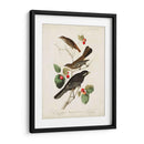 Pl 419 Little Tawny Thrush - John James Audubon | Cuadro decorativo de Canvas Lab