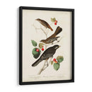 Pl 419 Little Tawny Thrush - John James Audubon | Cuadro decorativo de Canvas Lab