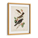 Pl 419 Little Tawny Thrush - John James Audubon | Cuadro decorativo de Canvas Lab