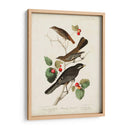 Pl 419 Little Tawny Thrush - John James Audubon | Cuadro decorativo de Canvas Lab