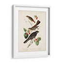 Pl 419 Little Tawny Thrush - John James Audubon | Cuadro decorativo de Canvas Lab