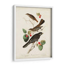 Pl 419 Little Tawny Thrush - John James Audubon | Cuadro decorativo de Canvas Lab