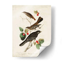 Pl 419 Little Tawny Thrush - John James Audubon | Cuadro decorativo de Canvas Lab