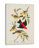 Pl 354 Louisiana Tanager - John James Audubon | Cuadro decorativo de Canvas Lab