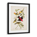 Pl 354 Louisiana Tanager - John James Audubon | Cuadro decorativo de Canvas Lab