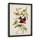 Pl 354 Louisiana Tanager - John James Audubon | Cuadro decorativo de Canvas Lab