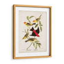 Pl 354 Louisiana Tanager - John James Audubon | Cuadro decorativo de Canvas Lab