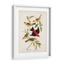 Pl 354 Louisiana Tanager - John James Audubon | Cuadro decorativo de Canvas Lab