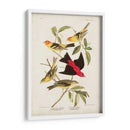Pl 354 Louisiana Tanager - John James Audubon | Cuadro decorativo de Canvas Lab