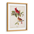 Pl 158 Cardenal Grosbeak - John James Audubon | Cuadro decorativo de Canvas Lab
