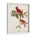 Pl 158 Cardenal Grosbeak - John James Audubon | Cuadro decorativo de Canvas Lab