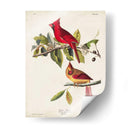 Pl 158 Cardenal Grosbeak - John James Audubon | Cuadro decorativo de Canvas Lab
