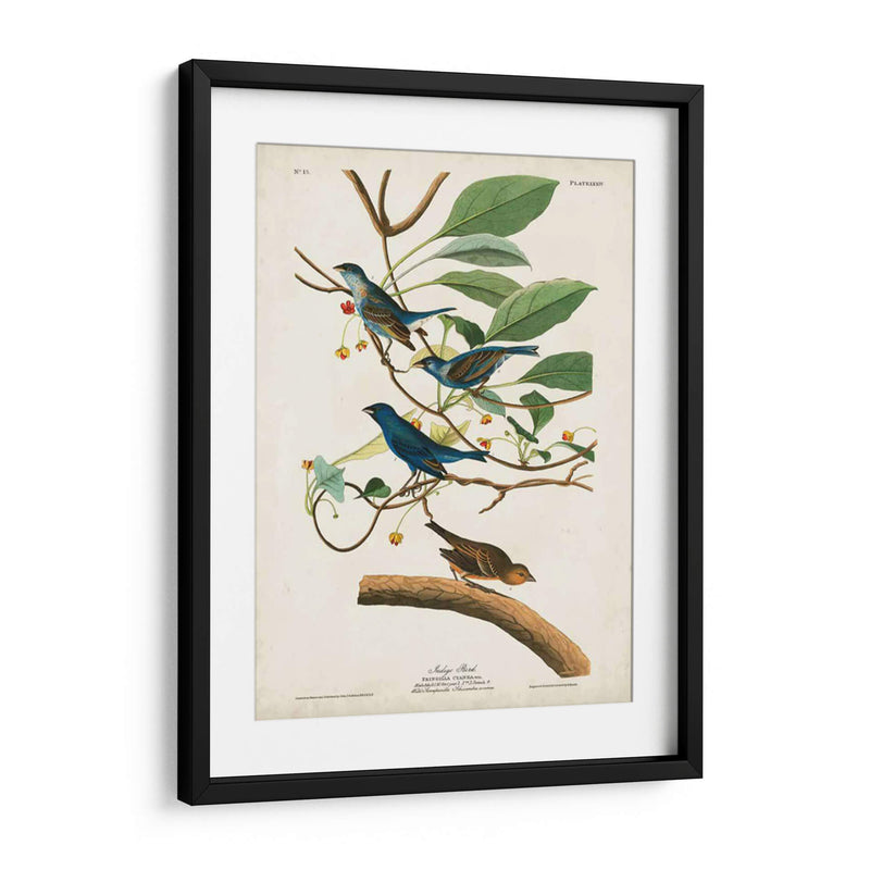 Pl 74 Ave Indigo - John James Audubon | Cuadro decorativo de Canvas Lab