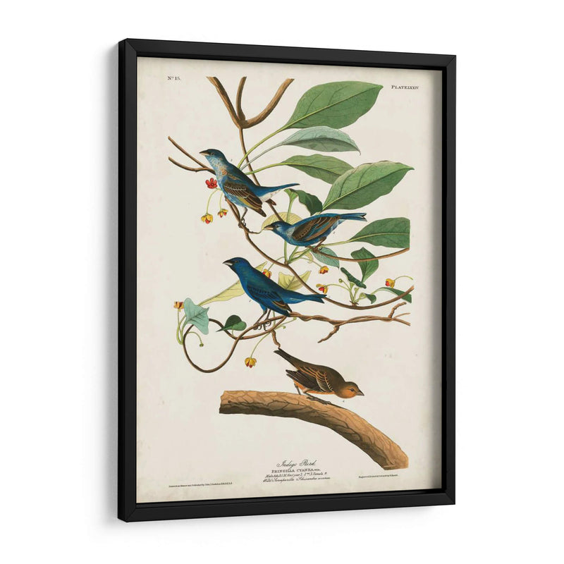 Pl 74 Ave Indigo - John James Audubon | Cuadro decorativo de Canvas Lab