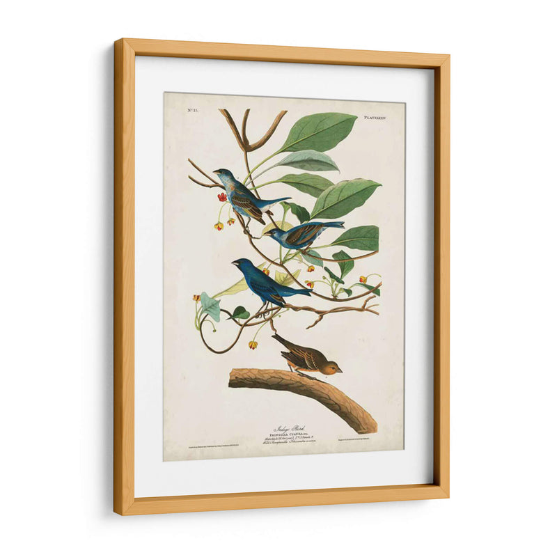 Pl 74 Ave Indigo - John James Audubon | Cuadro decorativo de Canvas Lab